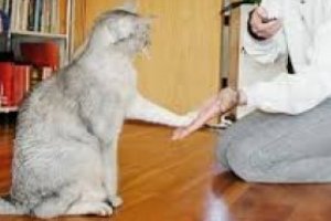Adestramento de Gatos