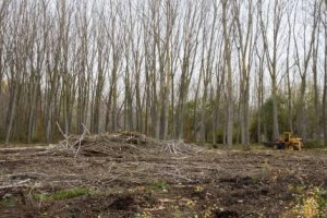 Básico para  Operador Florestal