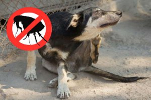 Introdução ao Controle de Pulgas