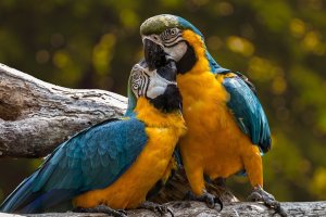 Auxiliar de veterinária de tratador de zoológicos e animais exóticos 