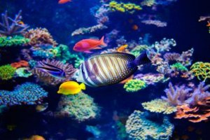 Introdução à Biologia Marinha