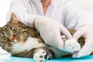 Introdução à Patologia Veterinária