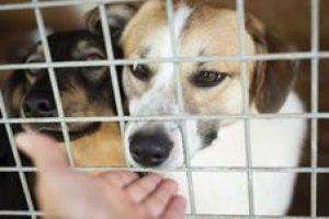 Tratador de Animais em Cativeiro