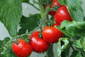 Agricultura Biológica e Sustentável 