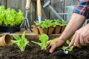 Jardinagem e Espaços Verdes