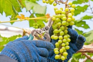 Operador Agrícola - Horticultura/Fruticultura