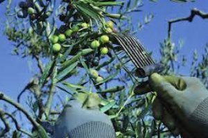 Operador Agrícola - Fruticultura/Viticultura
