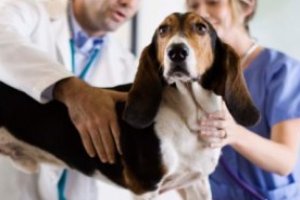 Auxiliar de Veterinário