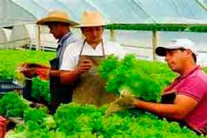 Agricultura Orgânica 