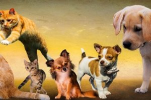 Bem-estar Animal