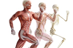Básico de Anatomia Locomotora