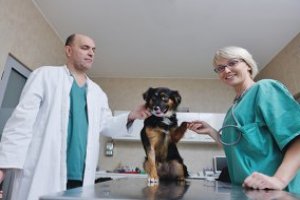 Auxiliar de Veterinária e Pet Shop