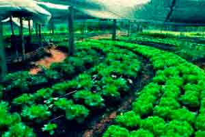 Agroecologia