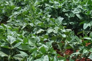 Plantação de Inhame